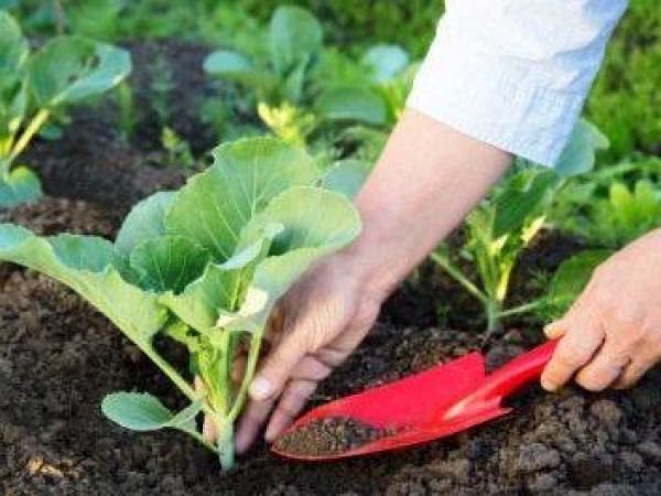 Новина Кіровоградщина: Безробітні мають можливість безкоштовно навчитися овочівництву Ранкове місто. Кропивницький
