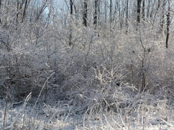 Новина Прогноз погоди на 7 лютого: у Кропивницькому морози сильнішитамуть Ранкове місто. Кропивницький