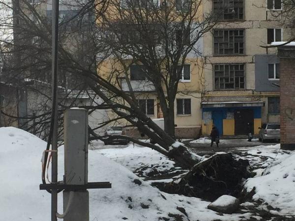 Новина Кропивницький: Комунальники довели до загибелі доросле дерево Ранкове місто. Кропивницький