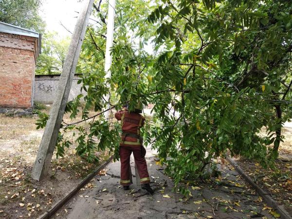 Новина На Кіровоградщині аварійне дерево впало на телевізійні дроти Ранкове місто. Кропивницький