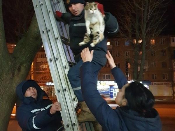 Новина У Кропивницькому рятувальники зняли кота з дерева Ранкове місто. Кропивницький