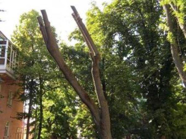 Новина На Миколаївці комунальниуи спиляли три дерева (ВІДЕО) Ранкове місто. Кропивницький