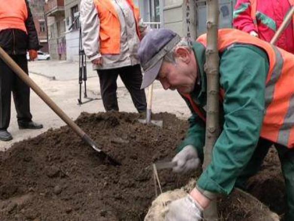 Новина Цієї суботи у Кропивницькому висадять 265 дерев Ранкове місто. Кропивницький