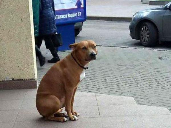 Новина У Кропивницькому собака шукає господаря Ранкове місто. Кропивницький
