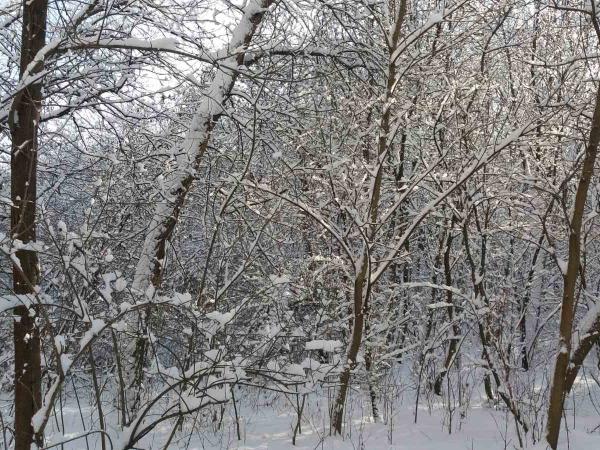 Новина Погода у Кропивницькому 24 січня Ранкове місто. Кропивницький