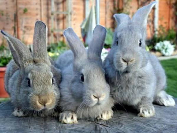 Новина Майже місяць у Кропивницькому проходитиме виставка пухнастих кроликів та африканських равликів. Ранкове місто. Кропивницький