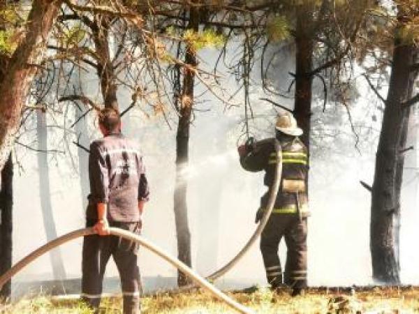 Новина В Севастополе сутки тушат лесной пожар (ФОТО) Ранкове місто. Кропивницький