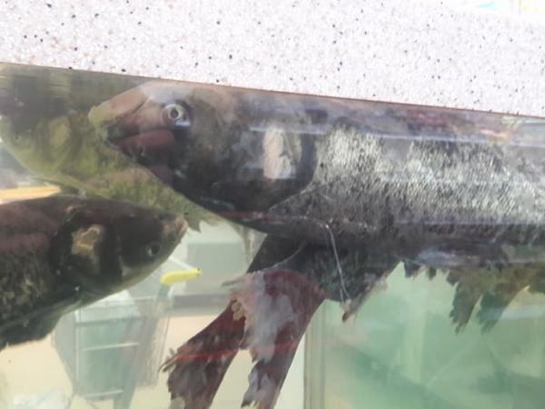Новина Риба з душком до свят. У кропивницькому супермаркеті продавали гнилу рибу (ФОТО) Ранкове місто. Кропивницький