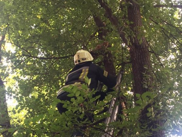 Новина У Кропивницькому рятувальники зняли з дерева кота Ранкове місто. Кропивницький