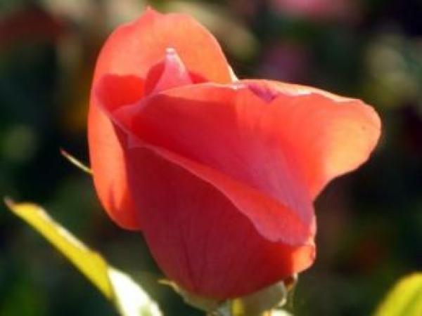 Новина В Севастополе с приходом зимы зацвели розы (ФОТО) Ранкове місто. Кропивницький
