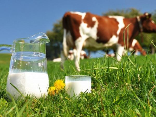 Новина Молоко в Україні вироблятиметься за новими вимогами Ранкове місто. Кропивницький