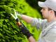 Безробітних Кіровоградщини запрошують безкоштовно стати озеленювачами