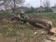 На Кіровоградщині рятувальники два рази розпилювали аварійні дерева