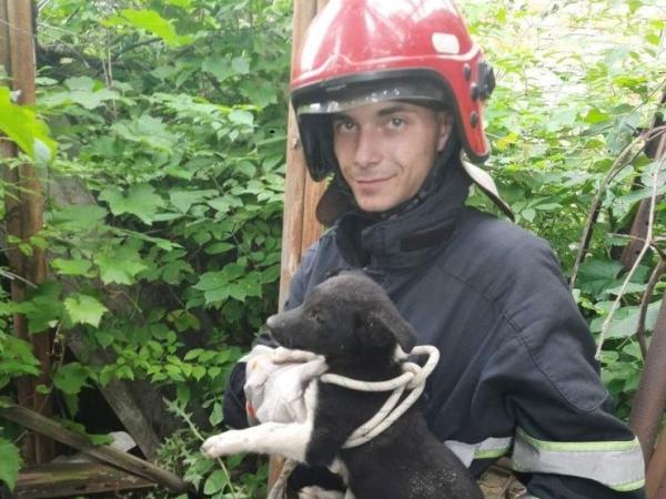 Новина Кіровоградщина: Рятувальники допомагають цуценятам, які потрапляють у халепу Ранкове місто. Кропивницький