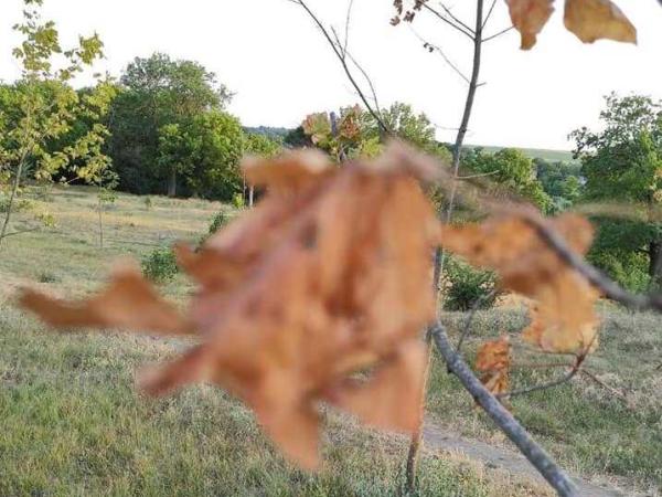Новина Кропивницький: Чому у Міському саду засихають дерева? (ФОТО) Ранкове місто. Кропивницький