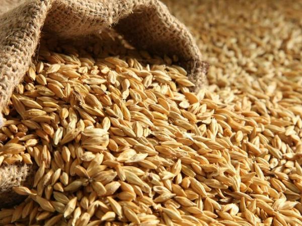 Новина Директор комбінату своєю бездіяльністю призвів до втрати 14 тисячі тонн пшениці Ранкове місто. Кропивницький