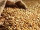 Директор комбінату своєю бездіяльністю призвів до втрати 14 тисячі тонн пшениці