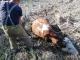 Кіровоградщина: У Сухому Ташлику годувальниця потрапила у трясовину