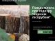 Кіровоградська спеціальна прокуратура нещадно бореться зі спилювачами дерев