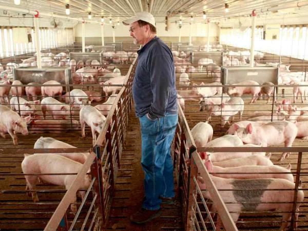 Новина Вирощування свиней: від бізнес-ідеї до сталого доходу – про все на курсах Ранкове місто. Кропивницький