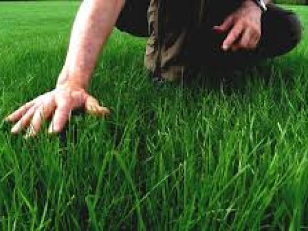 Новина Кропивницькі екоактивісти стали на захист газонної трави (ВІДЕО) Ранкове місто. Кропивницький