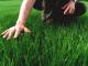 Кропивницькі екоактивісти стали на захист газонної трави (ВІДЕО)