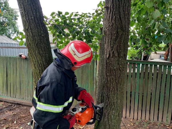 Новина Кіровоградщина: Рятувальники розпилюють аварійні дерева Ранкове місто. Кропивницький