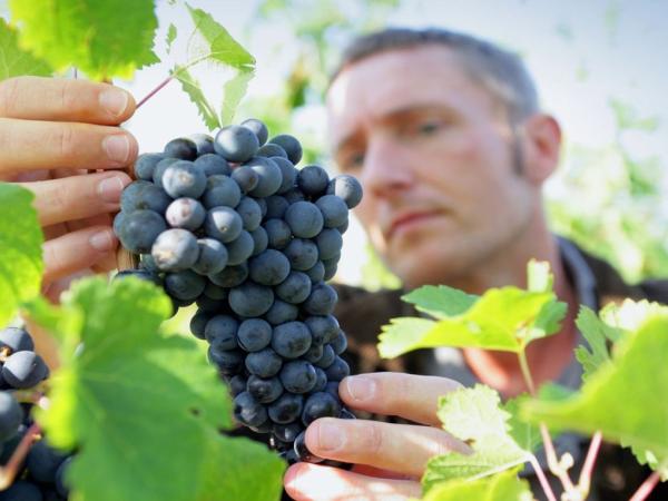 Новина У Харкові безробітні Кіровоградщини можуть вивчитись на виноградаря Ранкове місто. Кропивницький