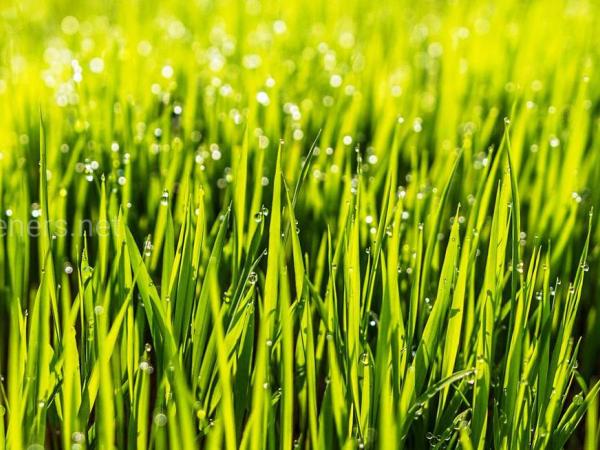Новина Кропивничани просять владу припинити «безглузде скошування трави» Ранкове місто. Кропивницький