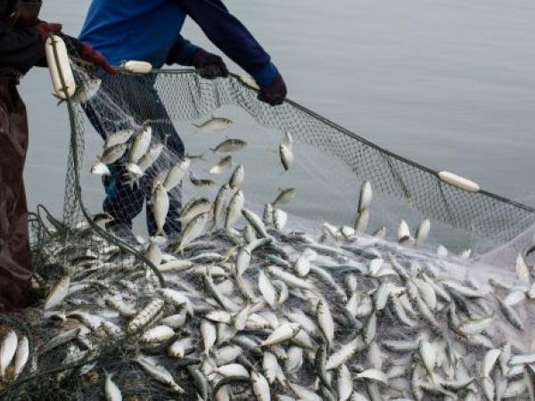 Новина Браконьєри в Олександрійському районі наловили риби на 1,3 млн гривень Ранкове місто. Кропивницький