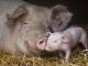Кіровоградщина: Проводяться заходи з ліквідації спалаху африканської чуми свиней