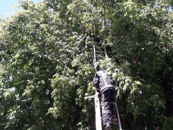 Новина Кропивницький: Рятувальники усунули небезпеку від двох аварійних дерев Ранкове місто. Кропивницький
