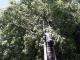 Кропивницький: Рятувальники усунули небезпеку від двох аварійних дерев