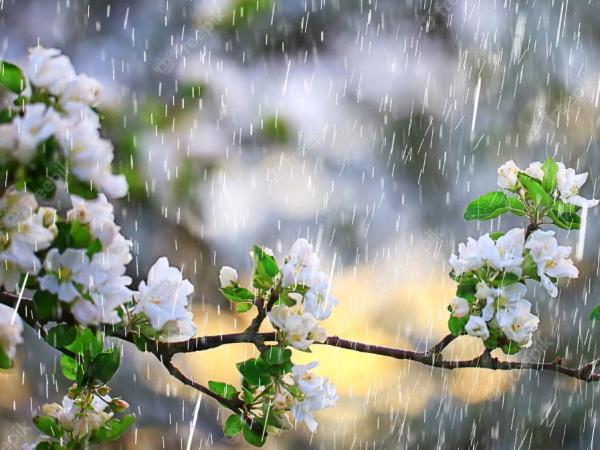 Новина Дощі не відпускають Кіровоградщину: 11 квітня очікуються помірні опади Ранкове місто. Кропивницький