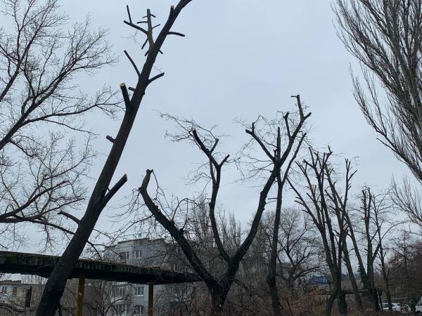 Новина Кропивницький: Чому «Благоустрій» обрізає дерева старим варварським методом? Ранкове місто. Кропивницький