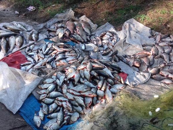 Новина Поліцейські разом з представниками рибного господарства вилучили у браконьєрів три тонни риби Ранкове місто. Кропивницький