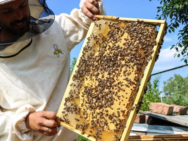 Новина Служба зайнятості запрошує освоїти професію бджоляра Ранкове місто. Кропивницький