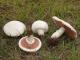 На Кіровоградщині зареєстрували перший випадок отруєння  грибами