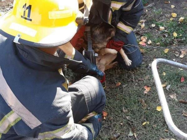 Новина Кіровоградщина: Як рятували собаку, який заплутався у ланцюгу Ранкове місто. Кропивницький
