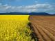 На Кіровоградщині фермер незаконно отримав в оренду 98 га землі
