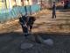 Рятувальники Кіровоградщини витягли собаку та двох котів із глибоких ям