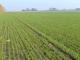 Кіровоградщина: Фермер самовільно зайняв землю площею 100 га