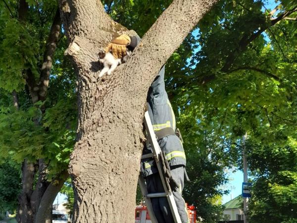 Новина На Киівській кіт застряг на дереві (ФОТО) Ранкове місто. Кропивницький