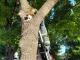 На Киівській кіт застряг на дереві (ФОТО)