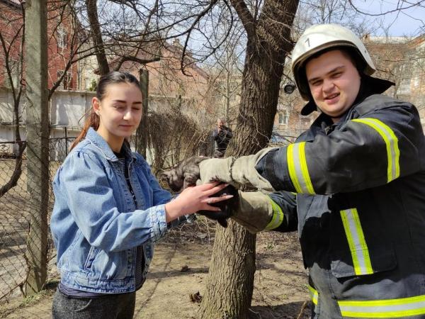 Новина Кропивницькі рятувальники допомогли зняти кота з дерева Ранкове місто. Кропивницький