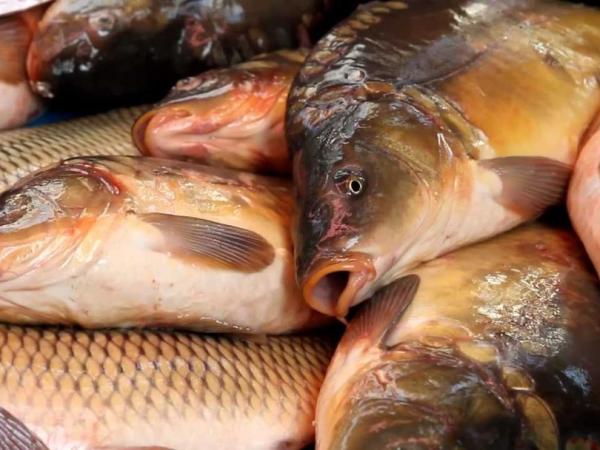 Новина Експорт української риби до Європи та Сходу збільшився Ранкове місто. Кропивницький