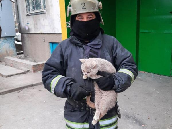 Новина У Кропивницькому відкопали кота, а в Голованівську визволили з ями собаку Ранкове місто. Кропивницький