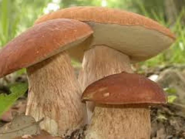 Новина На Кіровоградщині зареєстрували перший випадок отруєння грибами Ранкове місто. Кропивницький