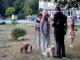 Відтепер в Олександрії власники собак прибиратимуть за своими улюбленцями