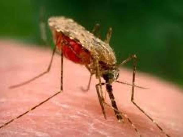 Новина Що потрібно знати про малярію Ранкове місто. Кропивницький